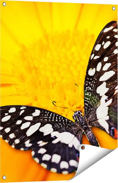 Gards Tuinposter Vlinder op een Oranje Bloem - 60x80 cm - Tuindoek - Tuindecoratie - Wanddecoratie buiten - Tuinschilderij