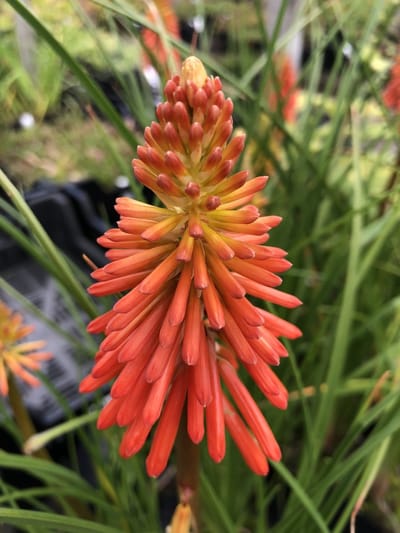 6 x Kniphofia 'Papaya Popsicle' - Vuurpijl, Fakkellelie P9 Pot (9 x 9cm) - Dima Vaste Planten
