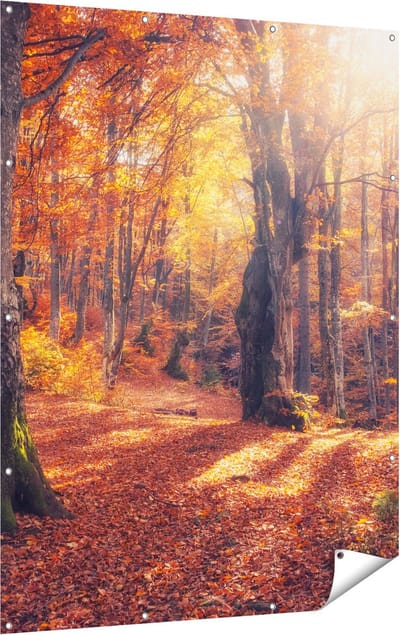 Gards Tuinposter Oranje Herfstbos met Zonneschijn - 120x160 cm - Tuindoek - Tuindecoratie - Wanddecoratie buiten - Tuinschilderij