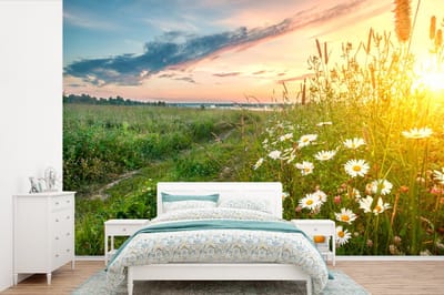 Behang - Fotobehang Bloemen - Madelief - Natuur - Zon - Horizon - Breedte 390 cm x hoogte 260 cm