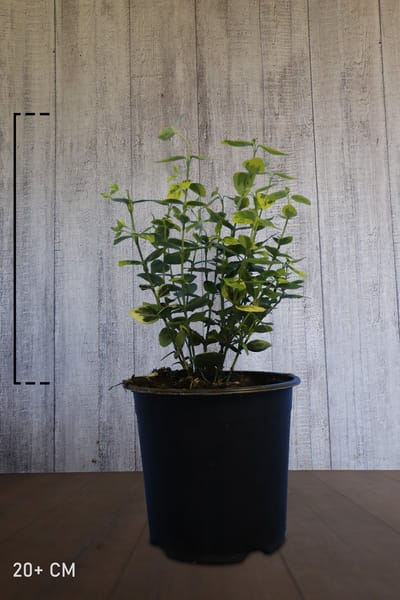 Plants Online - Haagplanten - Kardinaalsmuts 'Emerald ’n Gold' - Pot 20+ cm - set van 10 - Geschikt als lage haag - Makkelijk te snoeien - Weinig onderhoud - Wintergroen