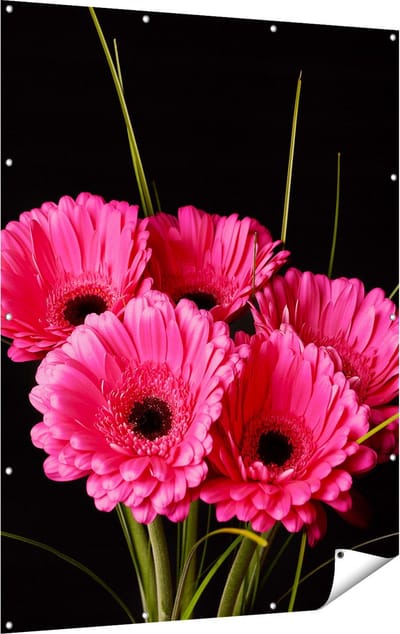 Gards Tuinposter Roze Gerbera Bloemen - 120x160 cm - Tuindoek - Tuindecoratie - Wanddecoratie buiten - Tuinschilderij
