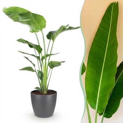 Green BoutiQ - Kamerplanten - Strelitzia Nicolai - Paradijsvogelbloem - Weinig onderhoud - Groen - 1 Plant - met Potter Grijs - Pot 21cm - Hoogte 110-120cm
