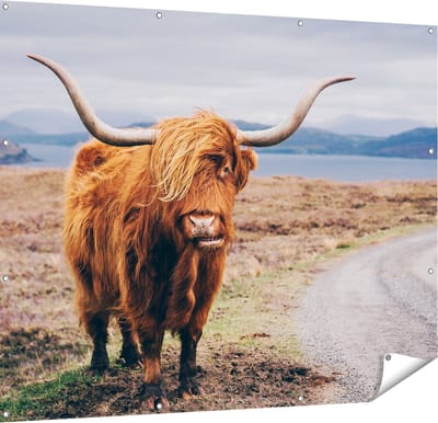 Gards Tuinposter Schotse Hooglander Koe op de Weg - 150x120 cm - Tuindoek - Tuindecoratie - Wanddecoratie buiten - Tuinschilderij