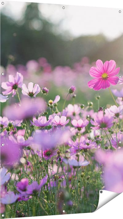 Gards Tuinposter Bloemenveld met Paarse Kosmos - 100x150 cm - Tuindoek - Tuindecoratie - Wanddecoratie buiten - Tuinschilderij