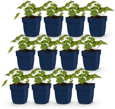Green boutiQ - Vasteplant - Geranium 'Rozanne' - Ooievaarsbek - Bodembedekkend - Blauw - 12 Planten - Pot 11cm - Hoogte 15-25cm