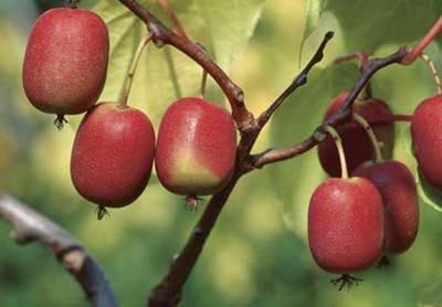 Actinidia arguta 'Ken's Red' (vrl) - Kiwibes, minikiwi, baby kiwi, kiwiberry 50- 60 cm in pot