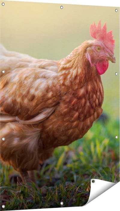 Gards Tuinposter Kip in het Gras - 80x120 cm - Tuindoek - Tuindecoratie - Wanddecoratie buiten - Tuinschilderij