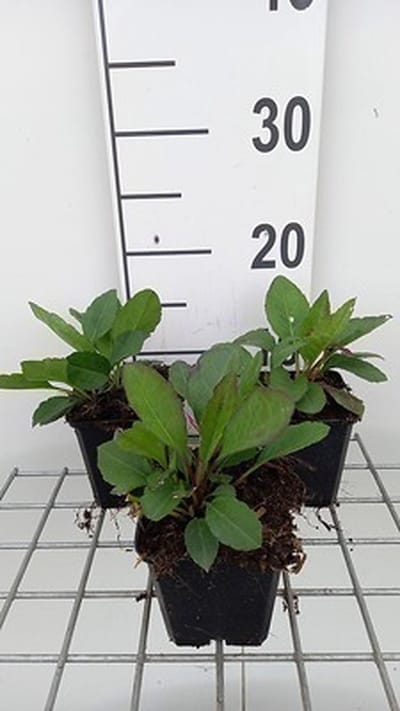 6x Aster - Aster macrophyllus 'Twilight' | 9x9 cm pot