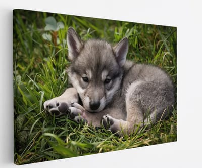 Saammp Canvas Schilderij - Baby Wolf - Dieren - Natuur - 30x20 - Foto op canvas - Wanddecoratie - muurdecoratie Woonkamer - Slaapkamer decoratie - Canvas Print