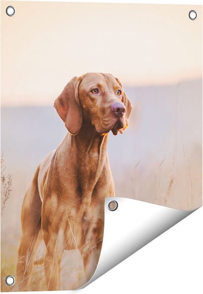 Gards Tuinposter Hongaarse Vizsla Hond in het Gras - 40x50 cm - Tuindoek - Tuindecoratie - Wanddecoratie buiten - Tuinschilderij