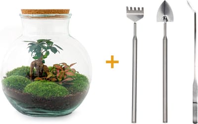 Glazen Plantenbak! - Teddy Bonsai -  26,5 cm - DIY - met hark, schep, pincet