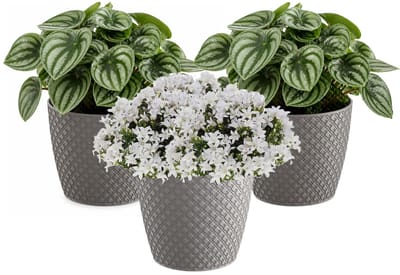 Prosperplast bloempot / plantenpot - 3x - kunststof - steengrijs - Dia 15.7 cm en hoogte 13.8 cm - binnen/buiten