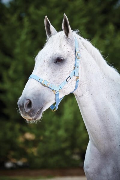 Weatherbeeta Verstelbare Quick Clip Halster - Lichtblauw - Maat Full