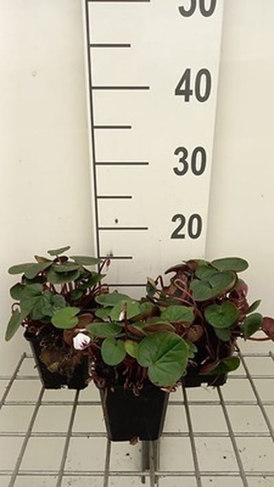 6x Alpenviooltje - Cyclamen coum 'Album' | 9x9 cm pot