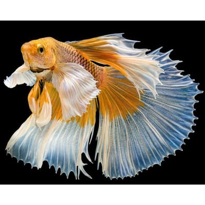 Peinture au diamant Love Fish 5d Diamants Broderie Dessin animé Diamant Mosaïque Point de croix 20X30CM orange