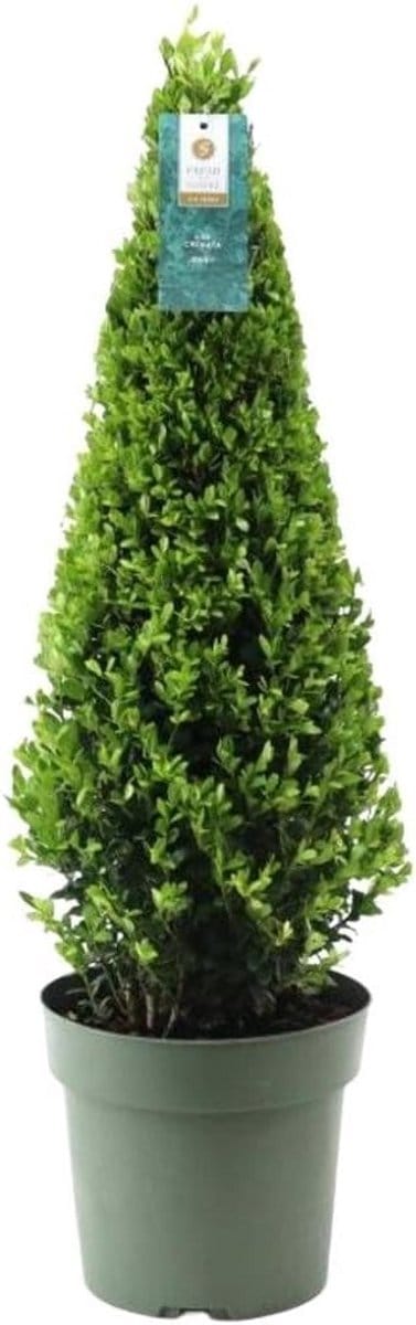 Ilex Crenata Piramide 55 cm Hoog - Wintergroene Buxusvervanger voor Tuin en Pot