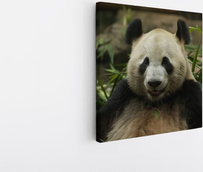 Saammp Canvas Schilderij - Panda tussen het gras - Natuur - Dieren - 20x20 - Foto op canvas - Wanddecoratie - Muurdecoratie Woonkamer - Slaapkamer decoratie - Canvas Print