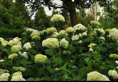 Hydrangea arb. 'Annabelle' - Annabelle, Sneeuwbal Hortensia 30- 50 cm in pot