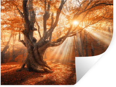 Muurstickers - Sticker Folie - Boom - Natuur - Herfst - 40x30 cm - Plakfolie - Muurstickers Kinderkamer - Zelfklevend Behang - Zelfklevend behangpapier - Stickerfolie