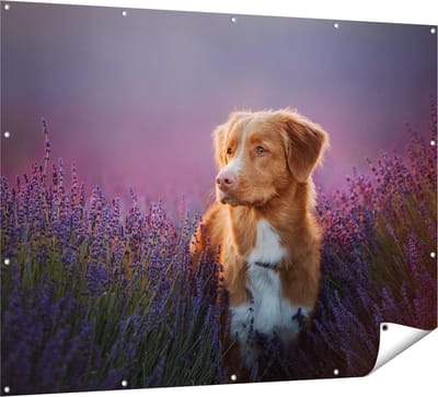 Gards Tuinposter Retriever Hond tussen de Lavendel Bloemen - 160x120 cm - Tuindoek - Tuindecoratie - Wanddecoratie buiten - Tuinschilderij