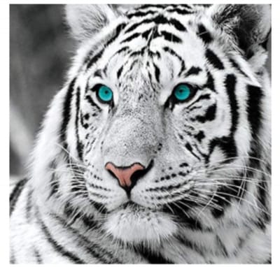 Goodli Diamond Painting - Witte Tijger - voor Volwassenen en Kinderen - Diamant Painting Volledig Pakket - Ronde Steentjes - 30x30 cm - DIY 5D Diamanten