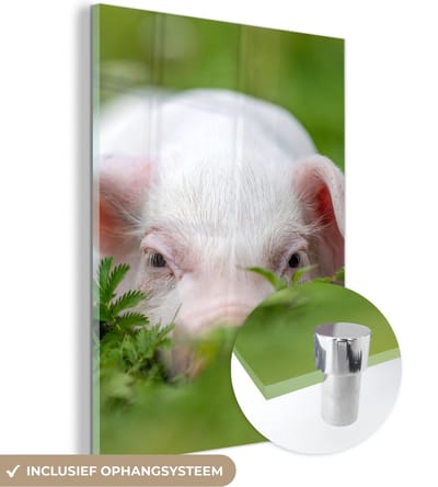 MuchoWow® Glasschilderij 30x40 cm - Schilderij acrylglas - Varken - Dieren - Big - Foto op glas - Schilderijen