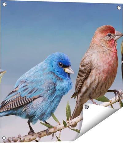 Gards Tuinposter Kleurrijke Zangvogels op een Tak - Kleur - 60x60 cm - Tuindoek - Tuindecoratie - Wanddecoratie buiten - Tuinschilderij