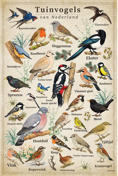 Vintage Poster Tuinvogels - 43 x 61 cm - Kleurmedia® Retro Botanische Collectie 2026 - Posters met Nederlandse Benamingen
