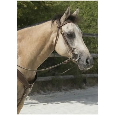 Hoofdstellen voor paarden Westride Franck Perret colorado