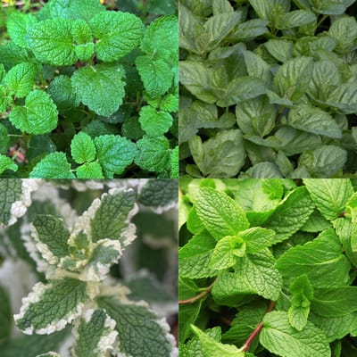Plantenboetiek.nl | Borderpakket - Theekruiden - Diversen - Soorten en kleuren - 6 Planten - Ø11cm - 20-50cm hoog - Tuinplant
