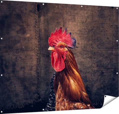 Gards Tuinposter Haan van Dichtbij - 150x120 cm - Tuindoek - Tuindecoratie - Wanddecoratie buiten - Tuinschilderij