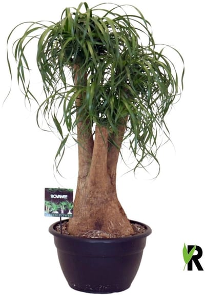 Beaucarnea Recurvata vertakt 100 cm – Kamerplant – Vers Van De Kweker – Olifantspoot – Potmaat Ø40 cm