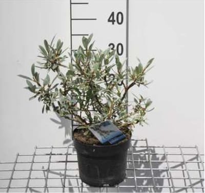 Salix helvetica - Zwitserse Bolwilg, Zwitserse Dwergwilg 25 - 30 cm in pot