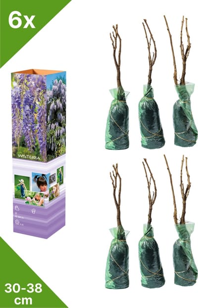GARDENZO - 6x Blauwe regenplanten - Wisteria sinensis - in P9 pot