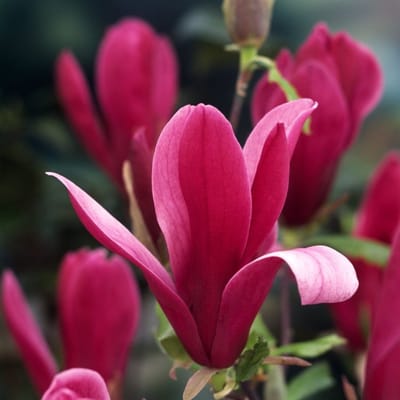 Plants Online BV - Planten - Tuinplanten - Heesters - Set van 1 - Magnolia liliiflora 'Nigra'