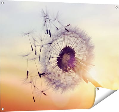 Gards Tuinposter Paardenbloem tijdens Zonsondergang - 100x80 cm - Tuindoek - Tuindecoratie - Wanddecoratie buiten - Tuinschilderij