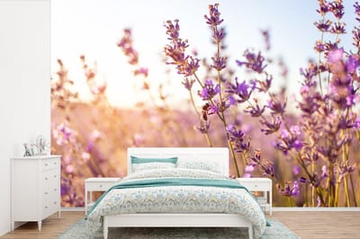 Behang - Fotobehang Lavendel - Close-up - Zon - Bloemen - Paars - Breedte 600 cm x hoogte 400 cm