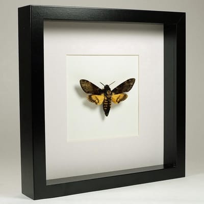Opgezette doodshoofdvlinder in zwarte lijst 25x25 cm - Acherontia atropos