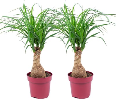 Bloomique - Set van 2 - Beaucarnea Recurvata - Olifantspoot - Olifantenpoot - Kamerplanten - Luchtzuiverend - Diervriendelijk - Gemakkelijk in onderhoud - Hoogte 30-40 cm - Pot 12 cm