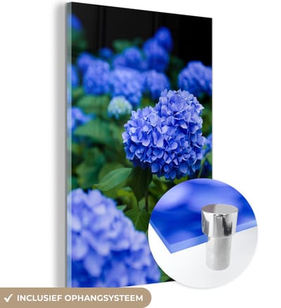 ® Glasschilderij 120x180 cm - Schilderij acrylglas - Close up blauwe hortensia bloemen - Foto op glas - Muurdecoratie woonkamer - Wanddecoratie slaapkamer - Schilderijen