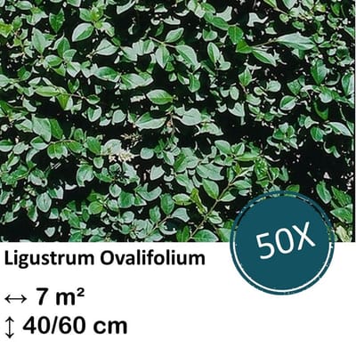 Green Harmony| Ligustrum Ovalifolium - Kale wortel