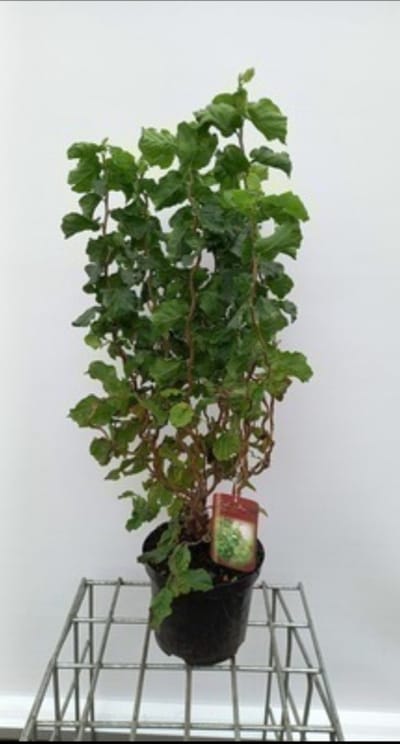 Corylus av. 'Twister' - Schijnhazelaar 40- 60 cm in pot