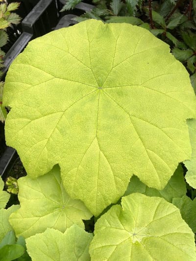 6 x Astilboides tabularis - Tafelblad - P9 Pot (9 x 9cm) - Dima Vaste Planten