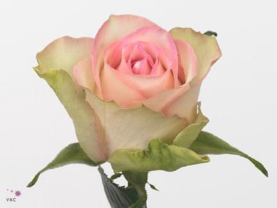 20x Rosa lovely jewel 40cm