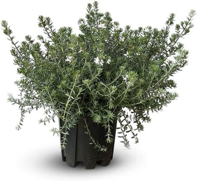 Westringia struik - Australische rozemarijn - Tuin verfraaien - Continue bloei - 40-50 cm - Groen
