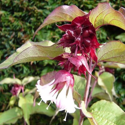 Leycesteria Formosa 'Purple Rain' - Fazantenbes 40-50 cm in pot