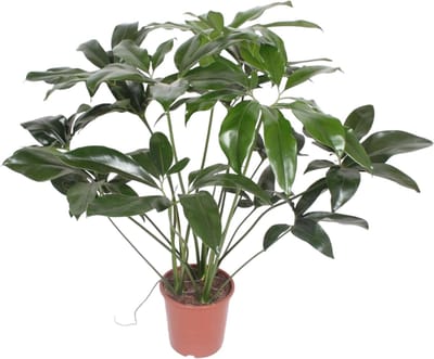Philodendron Green Wonder - 120 cm - ø27