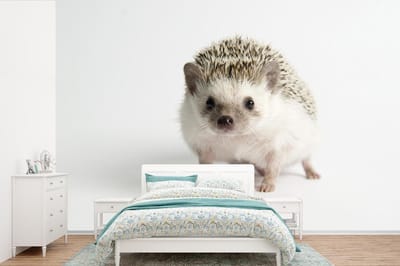 Behang - Fotobehang Kleine egel voor witte achtergrond - Breedte 450 cm x hoogte 300 cm