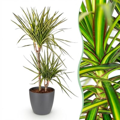Green BoutiQ - Kamerplanten - Dracaena Sunray - Drakenbloedboom - Weinig onderhoud - Groen - 1 Plant - met Potter Grijs - Pot 21cm - Hoogte 90-100cm